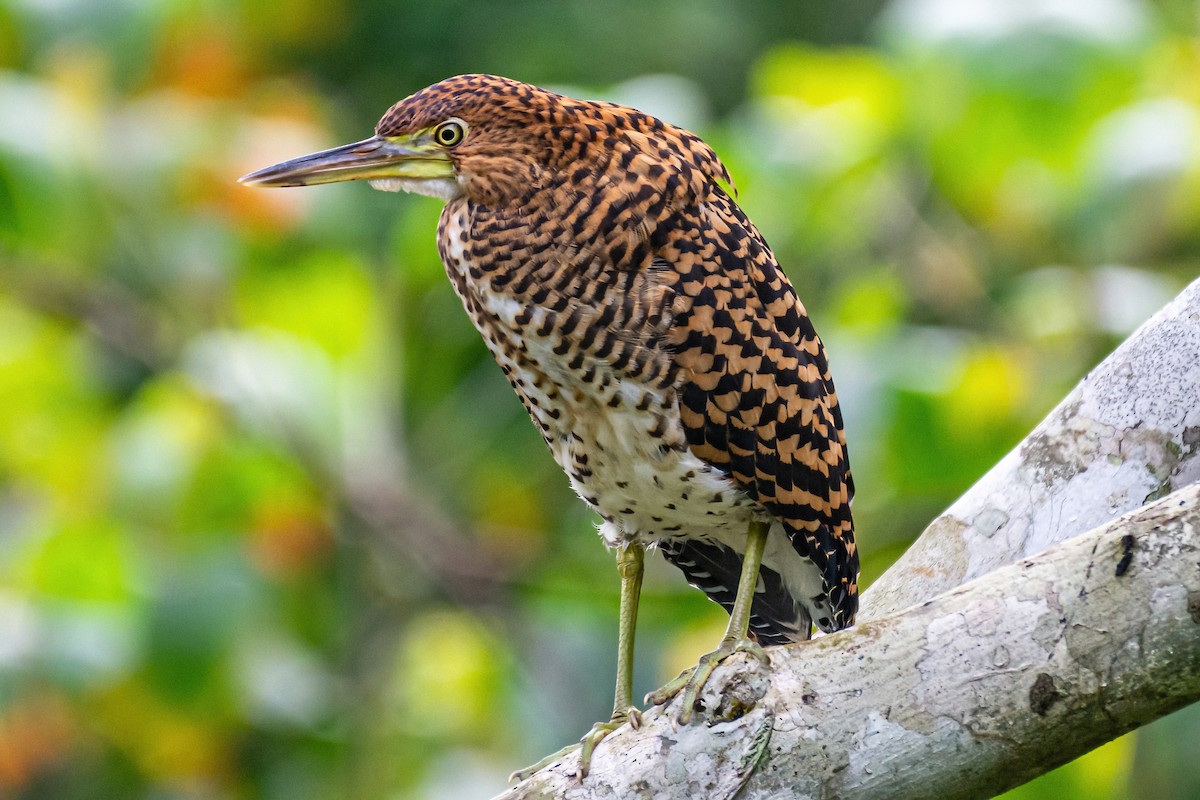 Rufescent Tiger-Heron - ML432874451