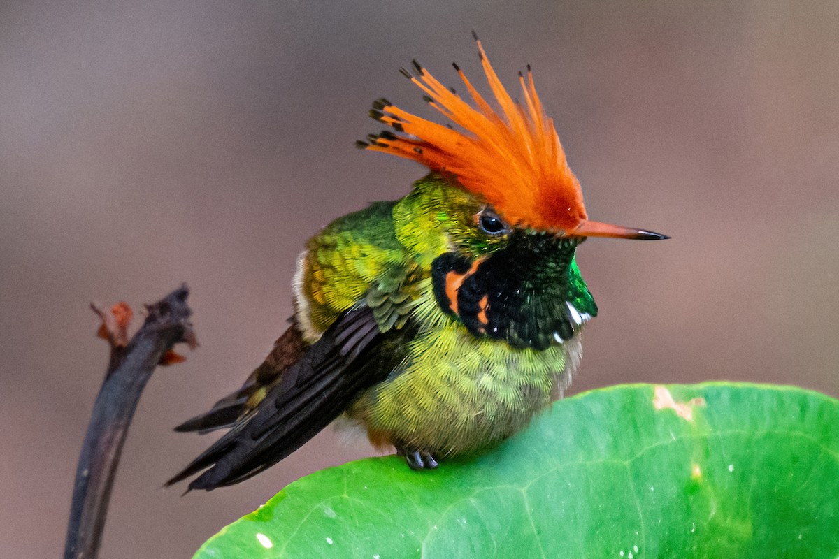 Rufous-crested Coquette - ML432874751