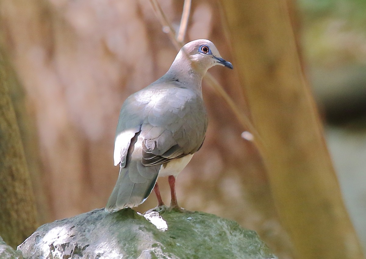 White-tipped Dove - ML432874991
