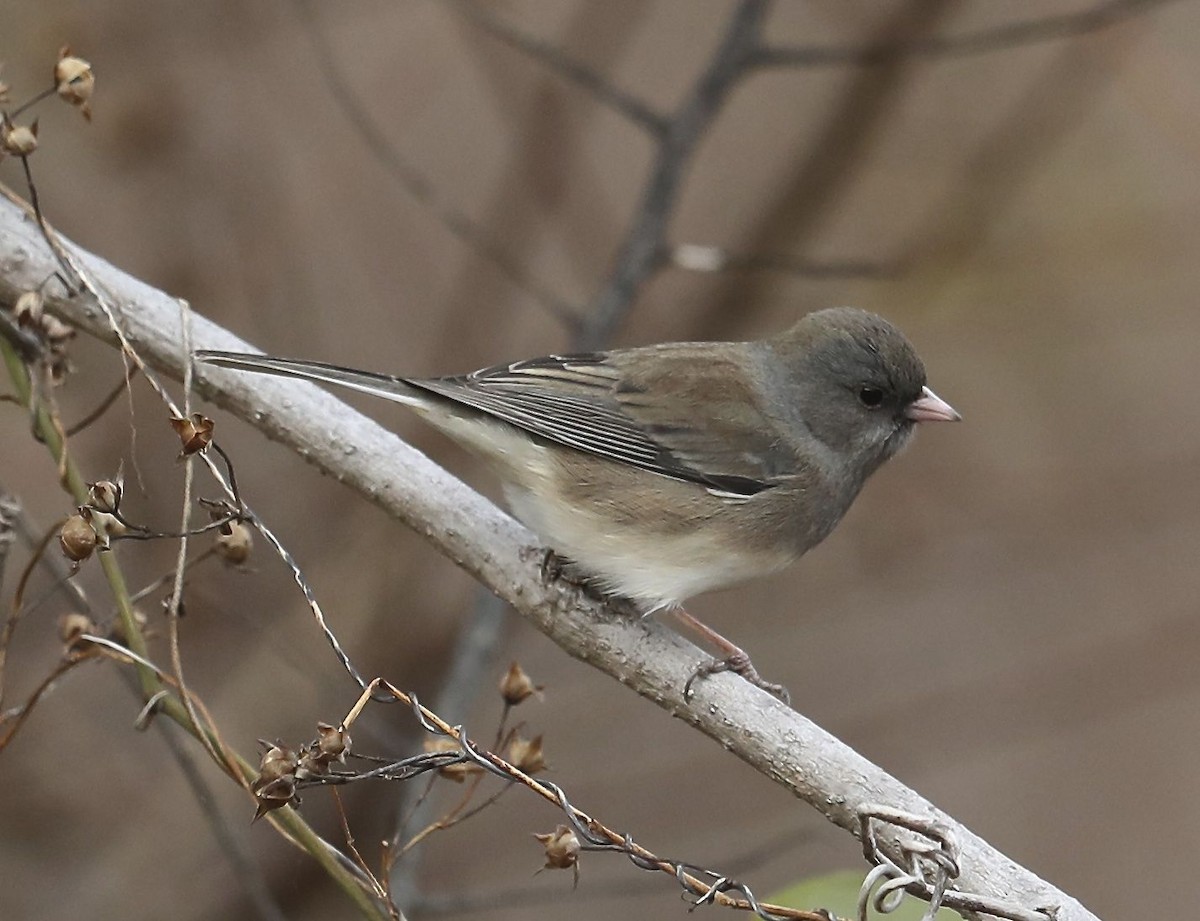 Dark-eyed Junco - Charles Lyon