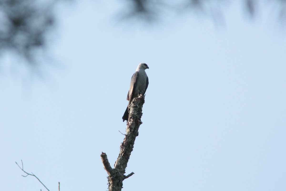 Mississippi Kite - ML432875021