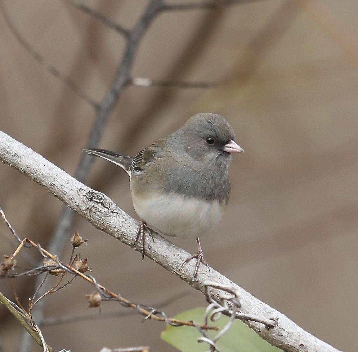 Dark-eyed Junco - ML43287511