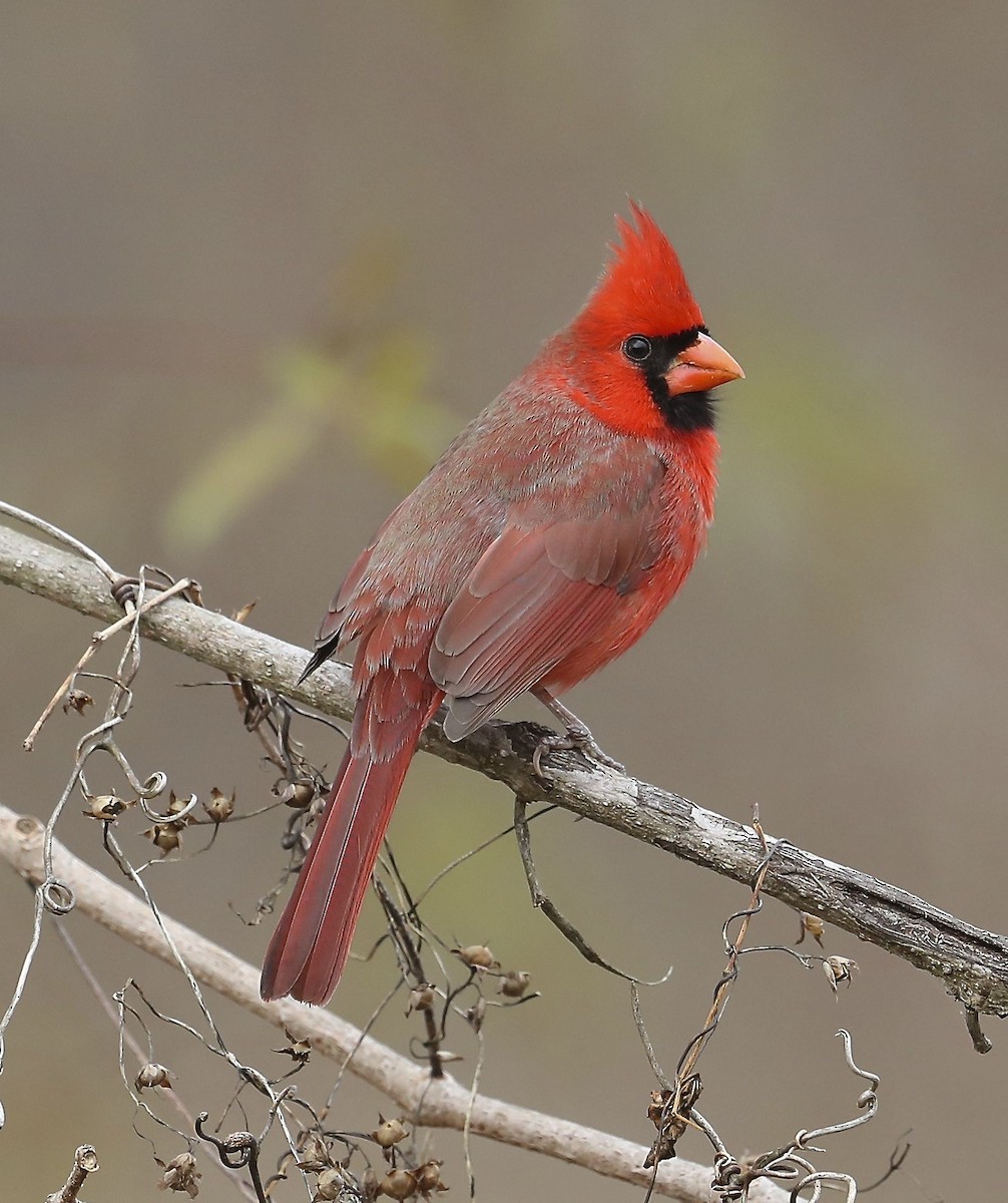 Northern Cardinal - Charles Lyon