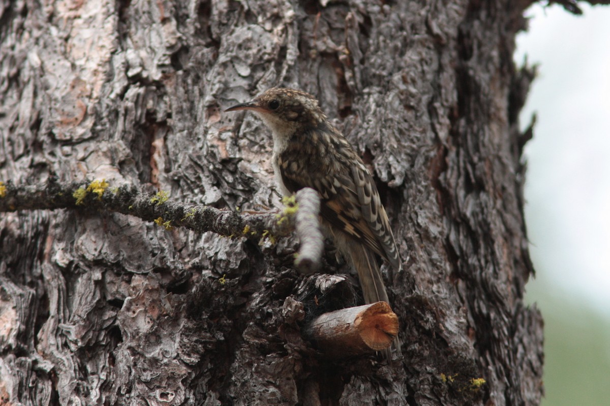 Brown Creeper - ML432876751