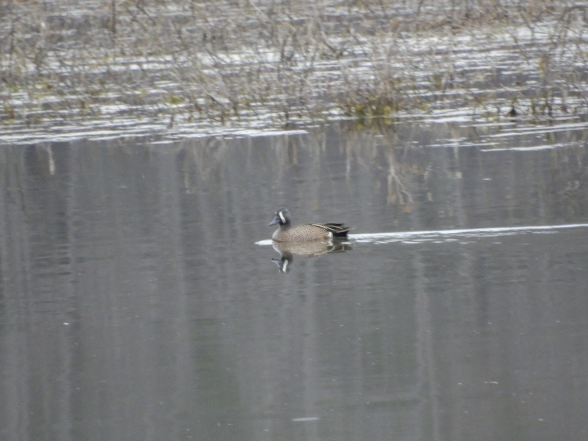Blue-winged Teal - ML432877401