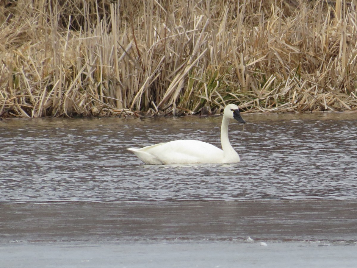 Tundra Swan - Josee LeBlanc