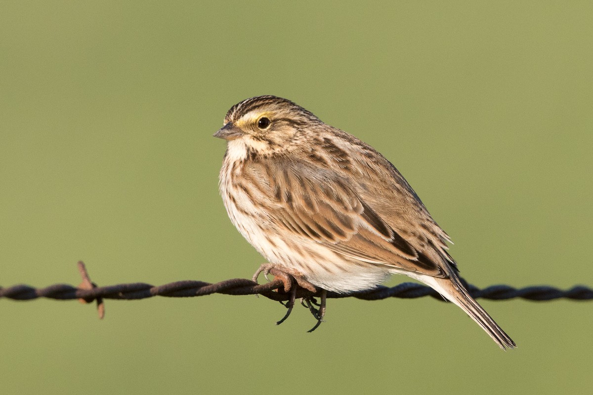 Savannah Sparrow - ML43287831
