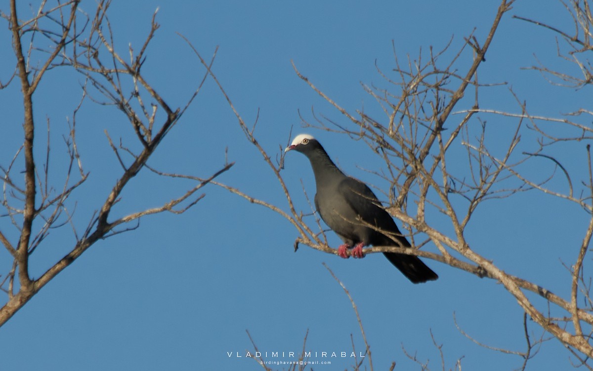 White-crowned Pigeon - ML432878611