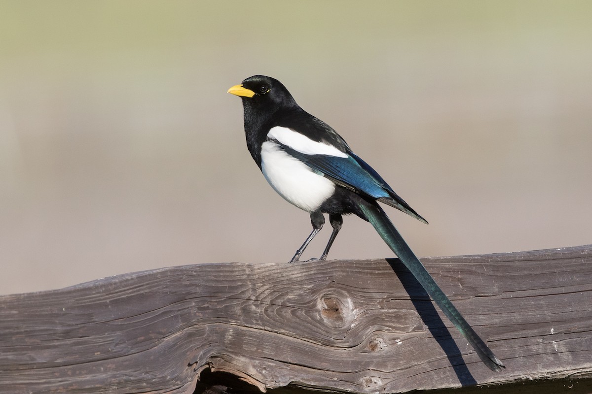 Yellow-billed Magpie - Garrett Lau