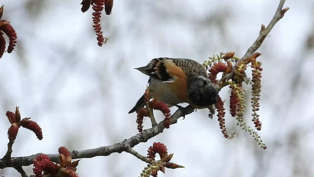 Brambling - ML432878971