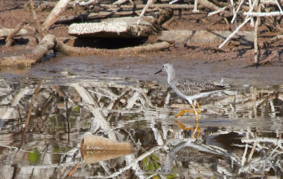 Greater Yellowlegs - ML432878981