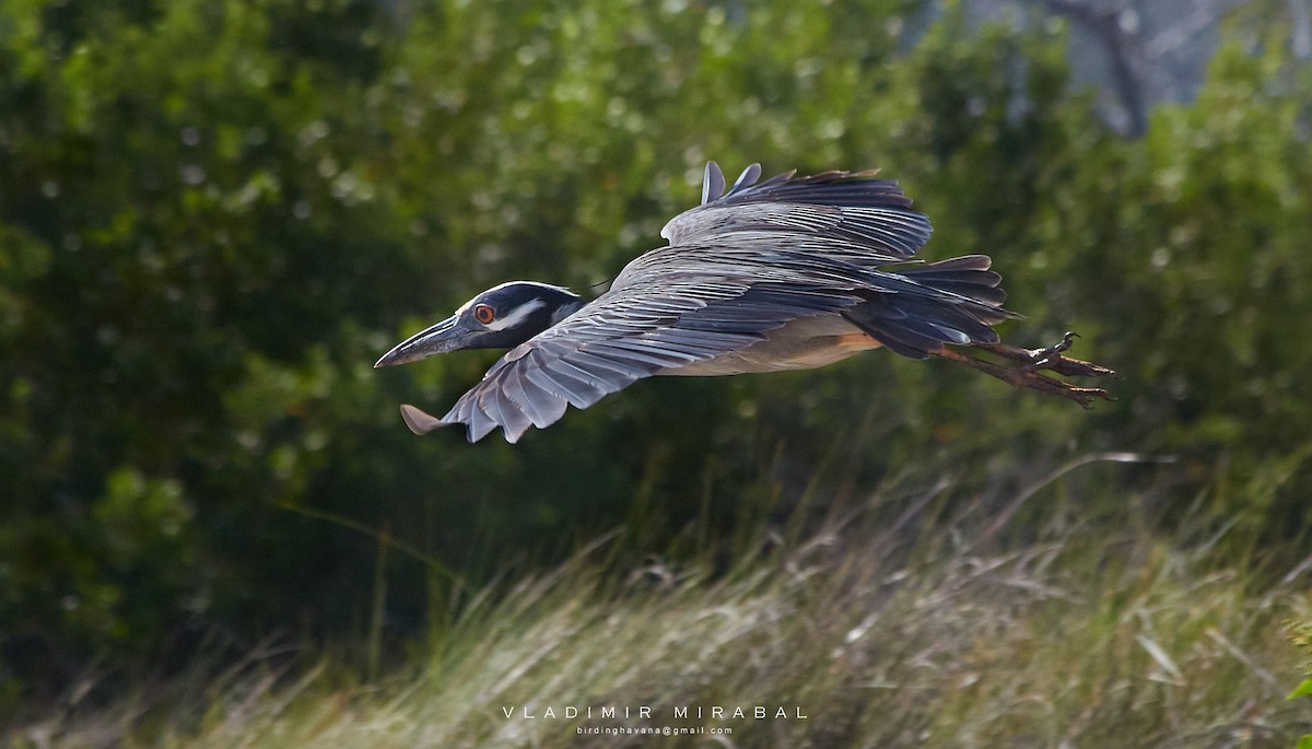 Yellow-crowned Night Heron - ML432879081