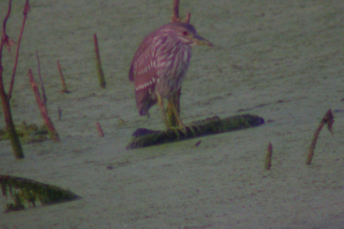 Black-crowned Night Heron - ML43287951