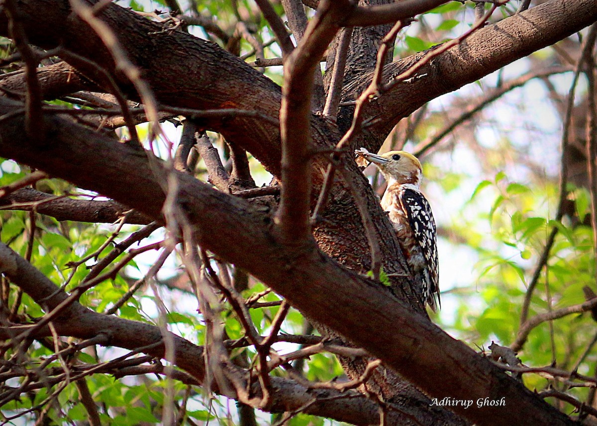 Yellow-crowned Woodpecker - Adhirup Ghosh