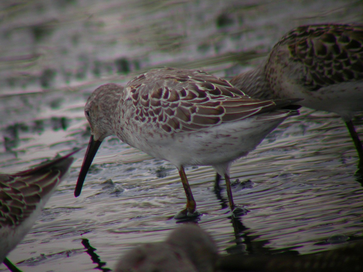 Stilt Sandpiper - Michael Todd