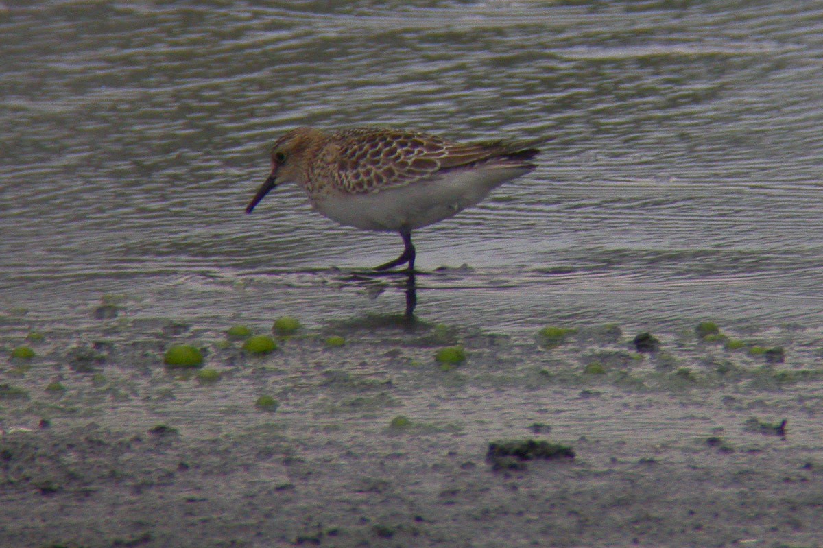 Baird's Sandpiper - ML43288021