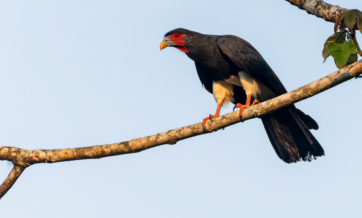 Red-throated Caracara - Jorge Gabriel Campos