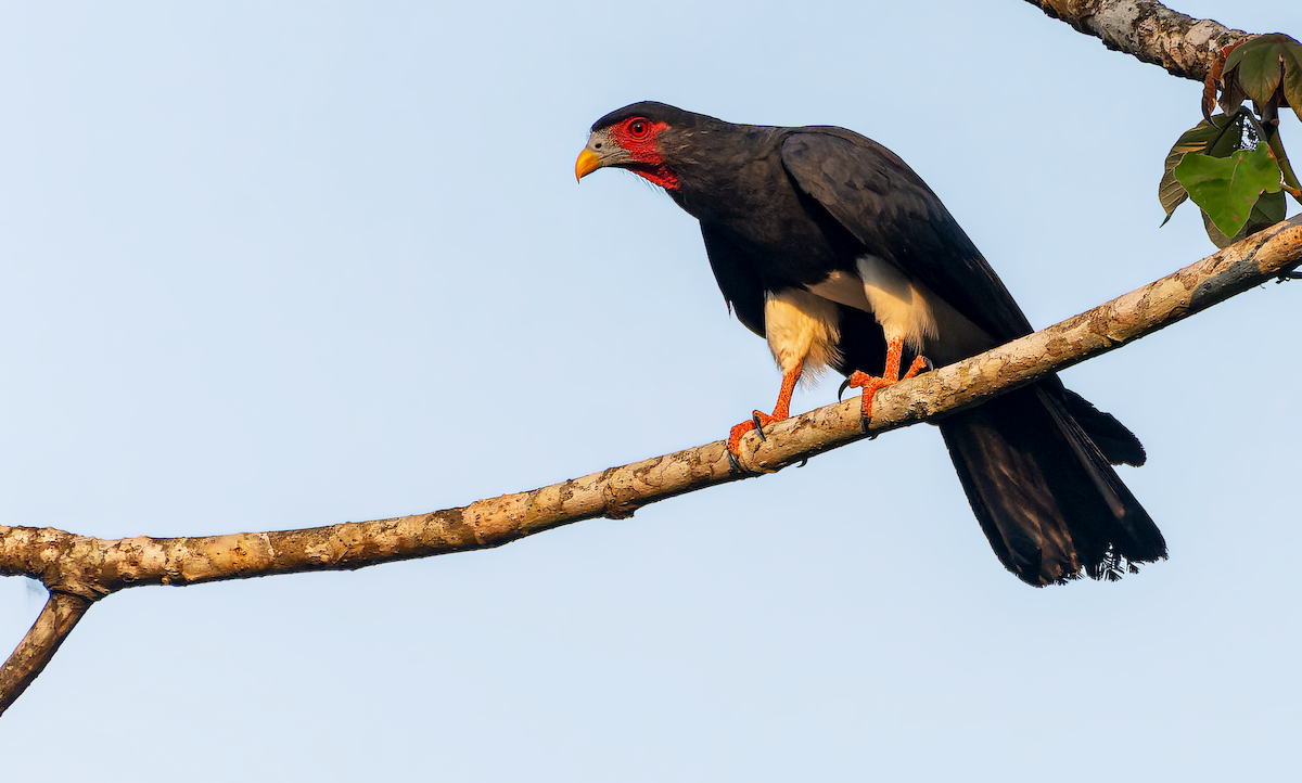 Caracara à gorge rouge - ML432880251