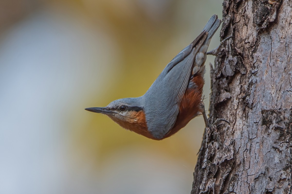 Burmese Nuthatch - ML432880691