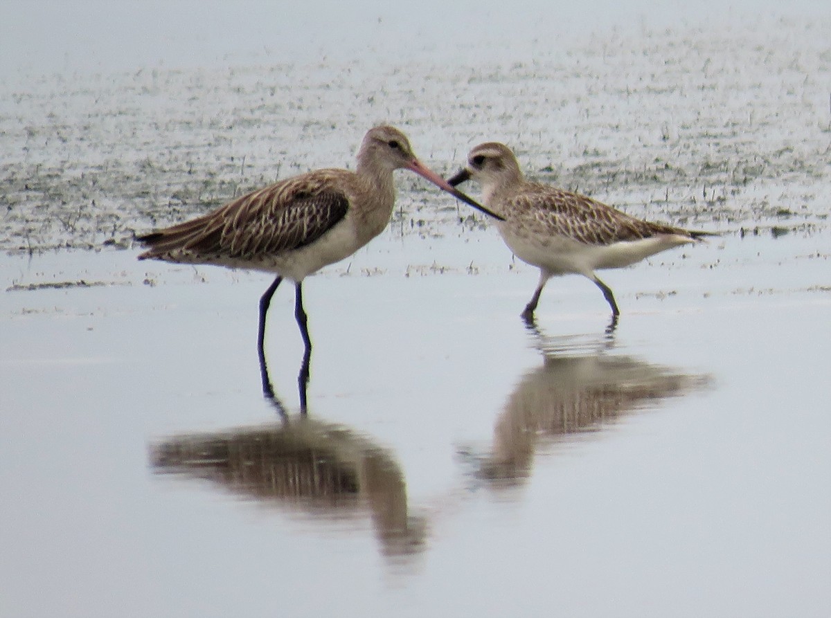 Black-bellied Plover - ML43288071