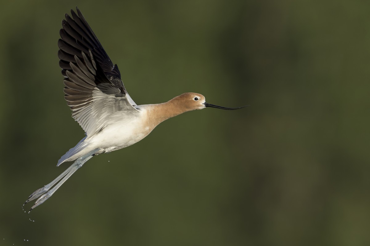 American Avocet - ML432881051