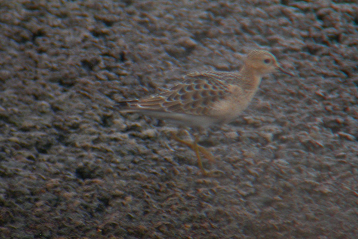 Buff-breasted Sandpiper - ML43288121