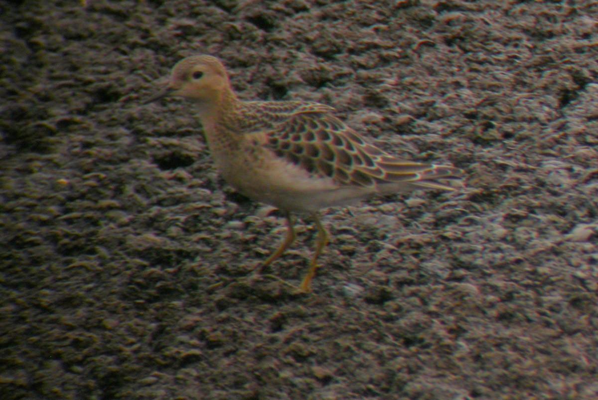 Buff-breasted Sandpiper - ML43288141