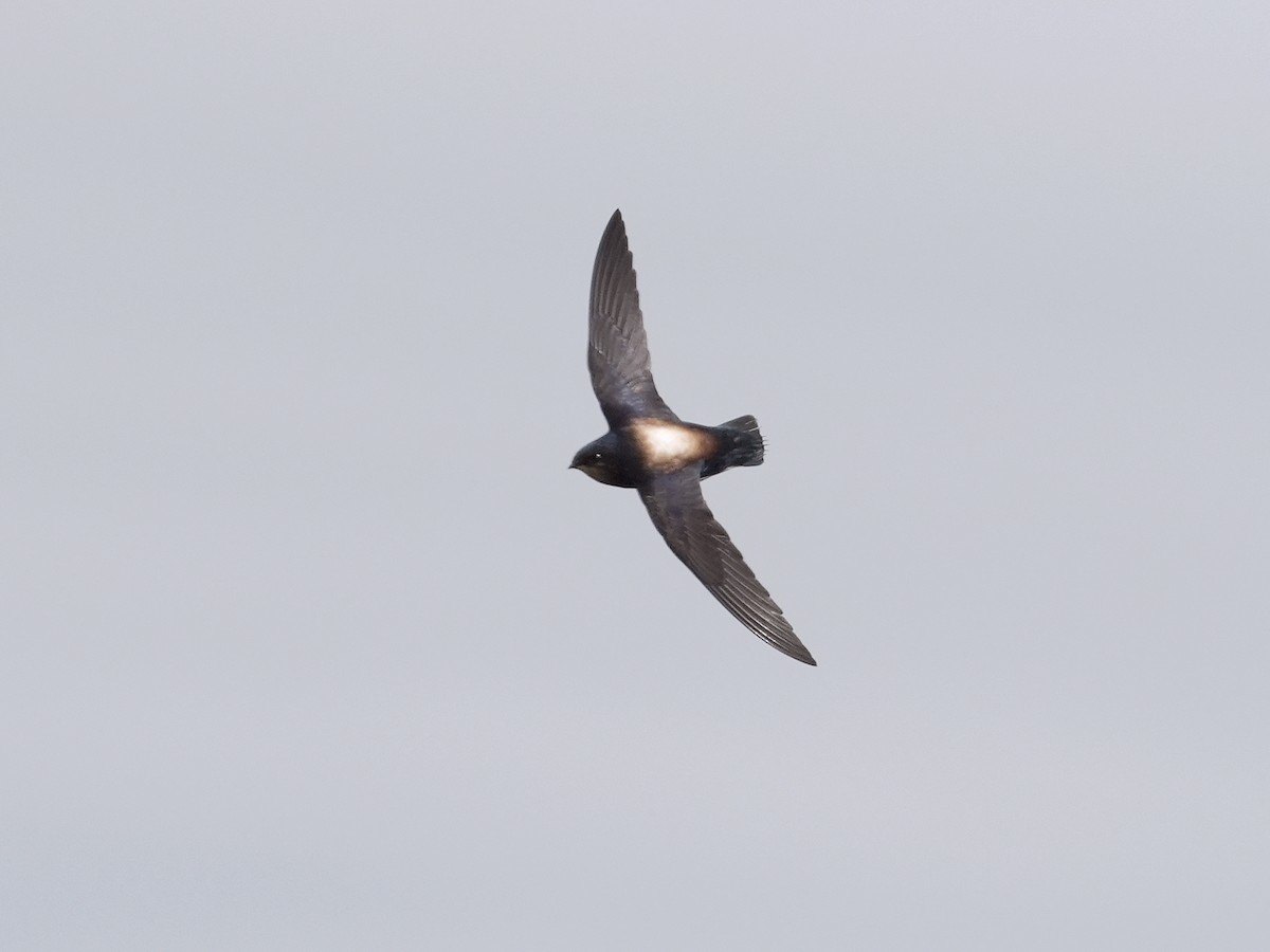 Silver-backed Needletail - Roman Lo