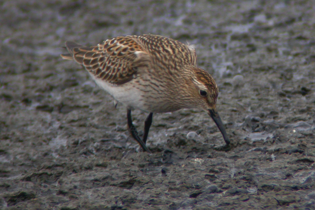 Pectoral Sandpiper - Michael Todd