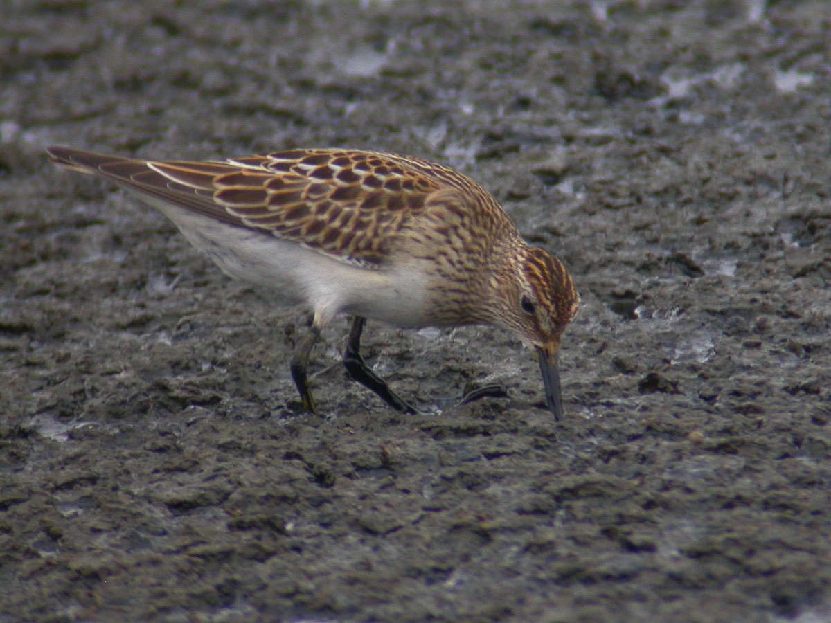 Pectoral Sandpiper - ML43288181