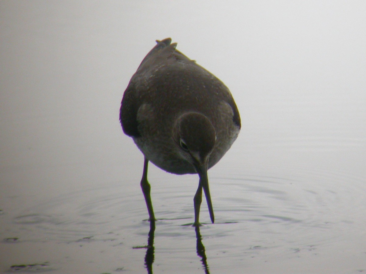 Solitary Sandpiper - ML43288191