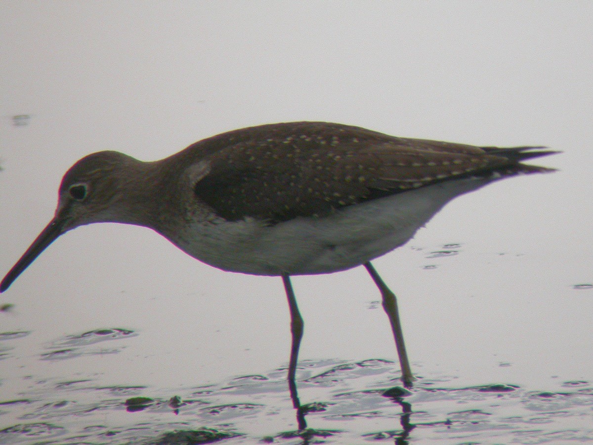 Solitary Sandpiper - ML43288201