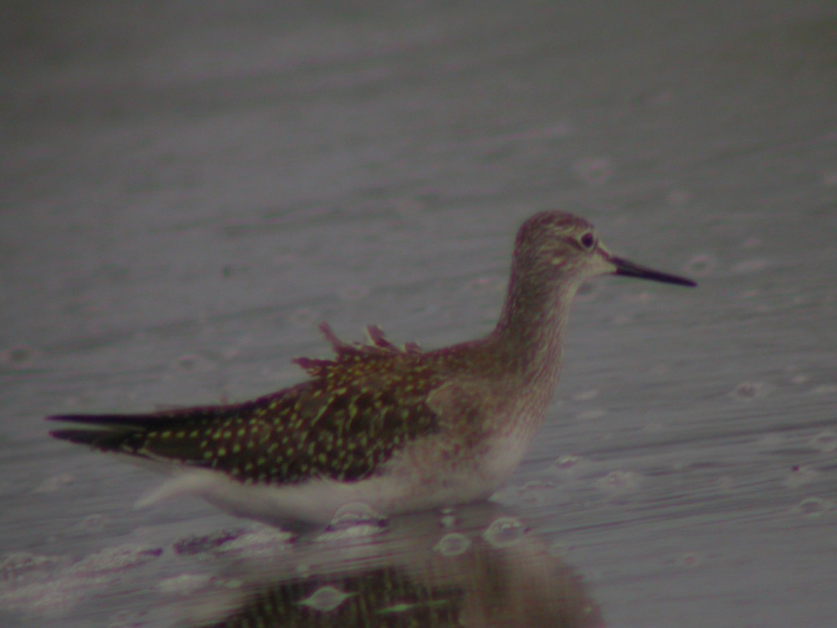 Lesser Yellowlegs - ML43288211