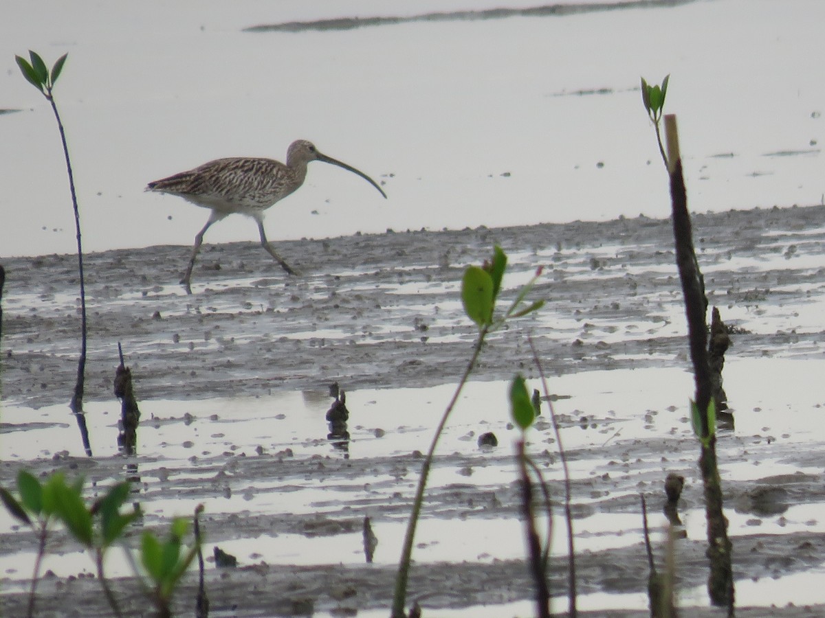 Eurasian Curlew - Felix Neponcio Servita