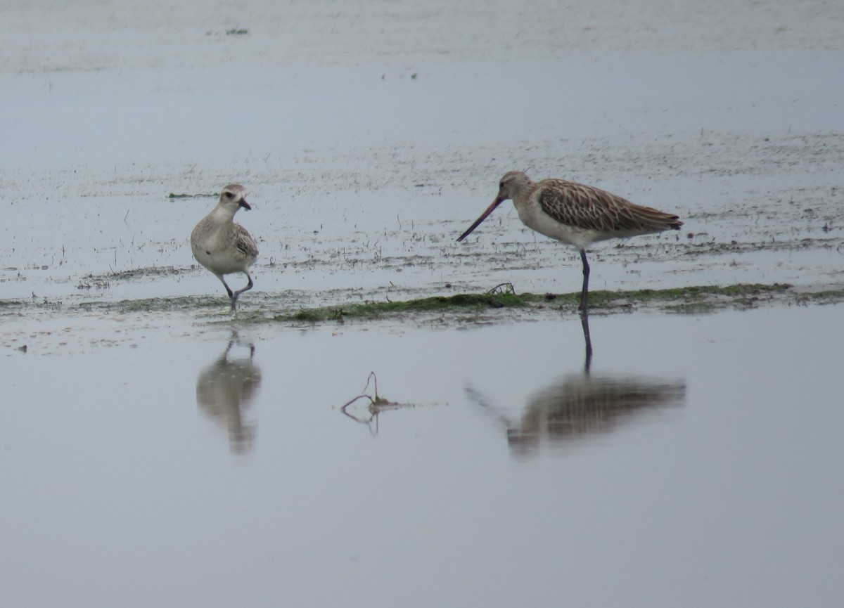 Bar-tailed Godwit - ML43288261