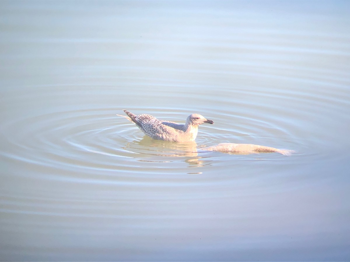 Iceland Gull (Thayer's) - ML432883061