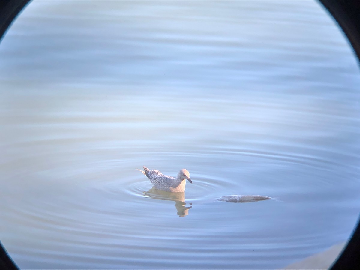 Iceland Gull (Thayer's) - ML432883081