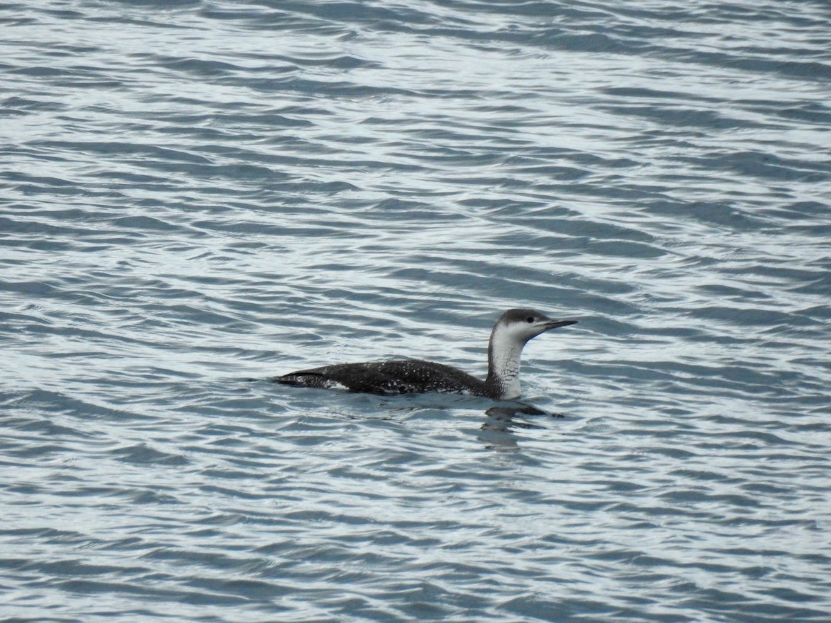 Red-throated Loon - ML432883661