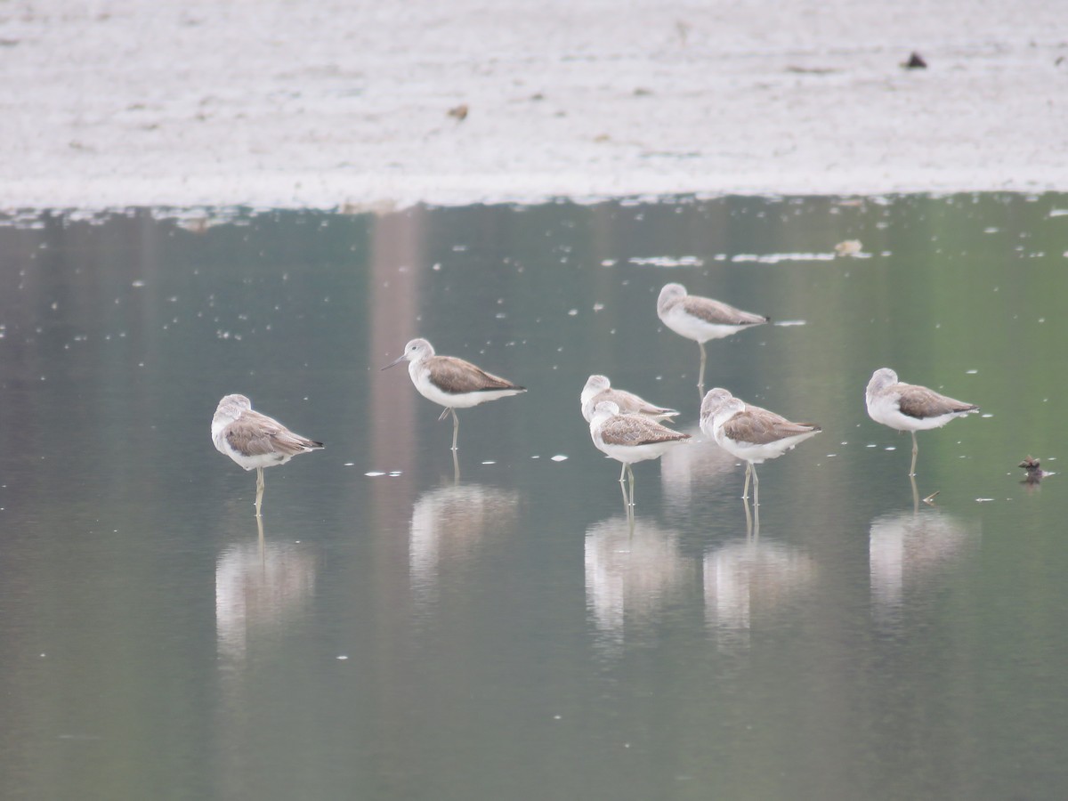 Common Greenshank - Felix Neponcio Servita