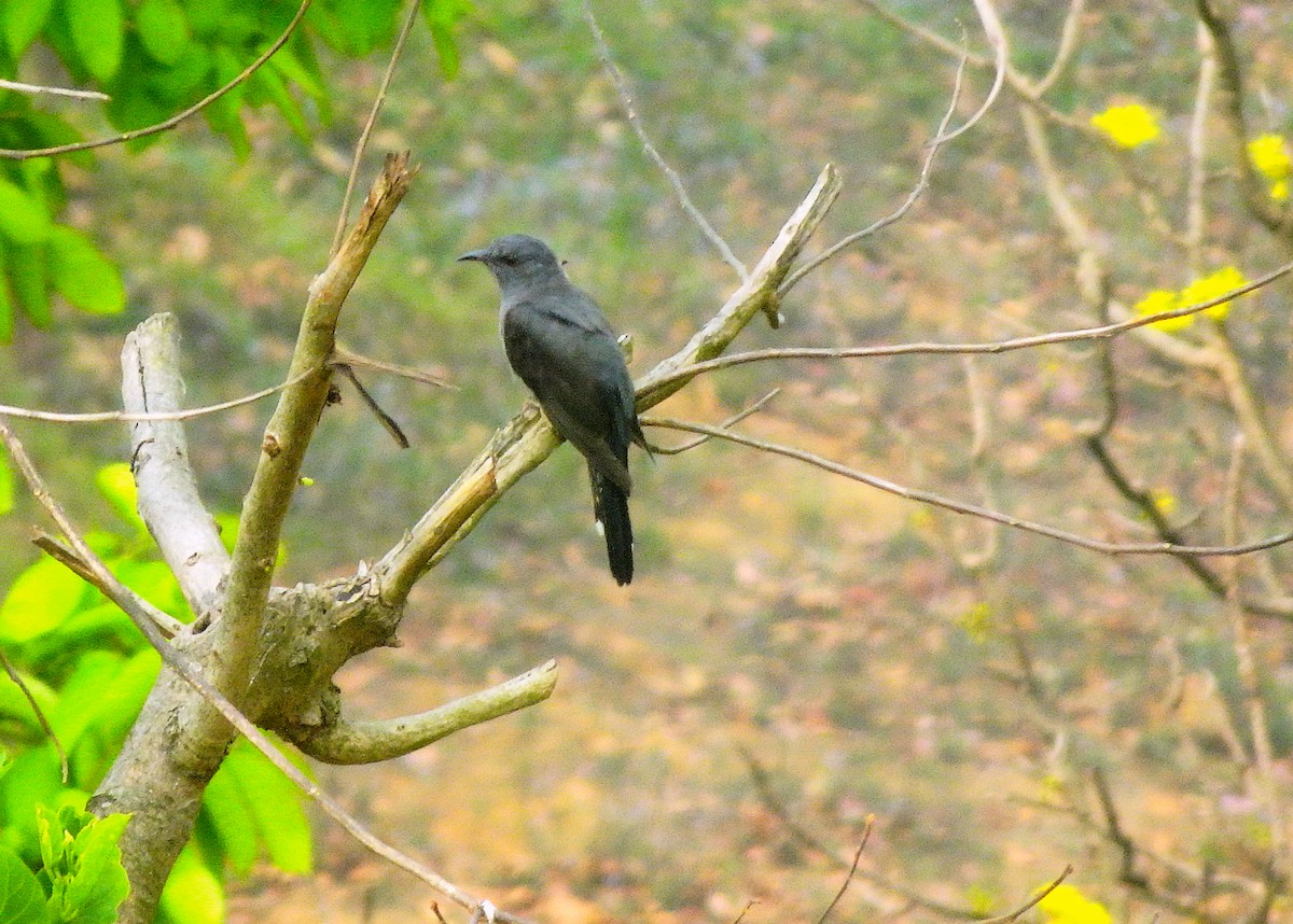 Gray-bellied Cuckoo - ML432884041