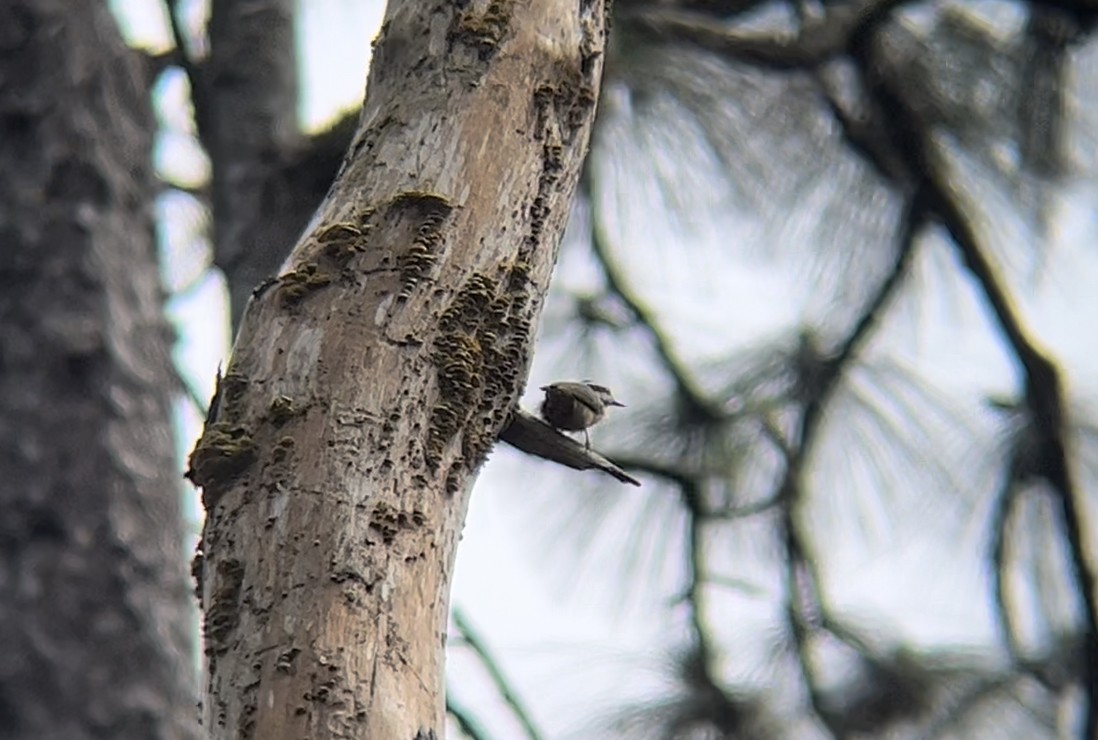 Red-breasted Nuthatch - ML432885301