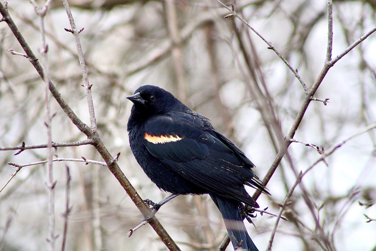 Red-winged Blackbird - ML432885501