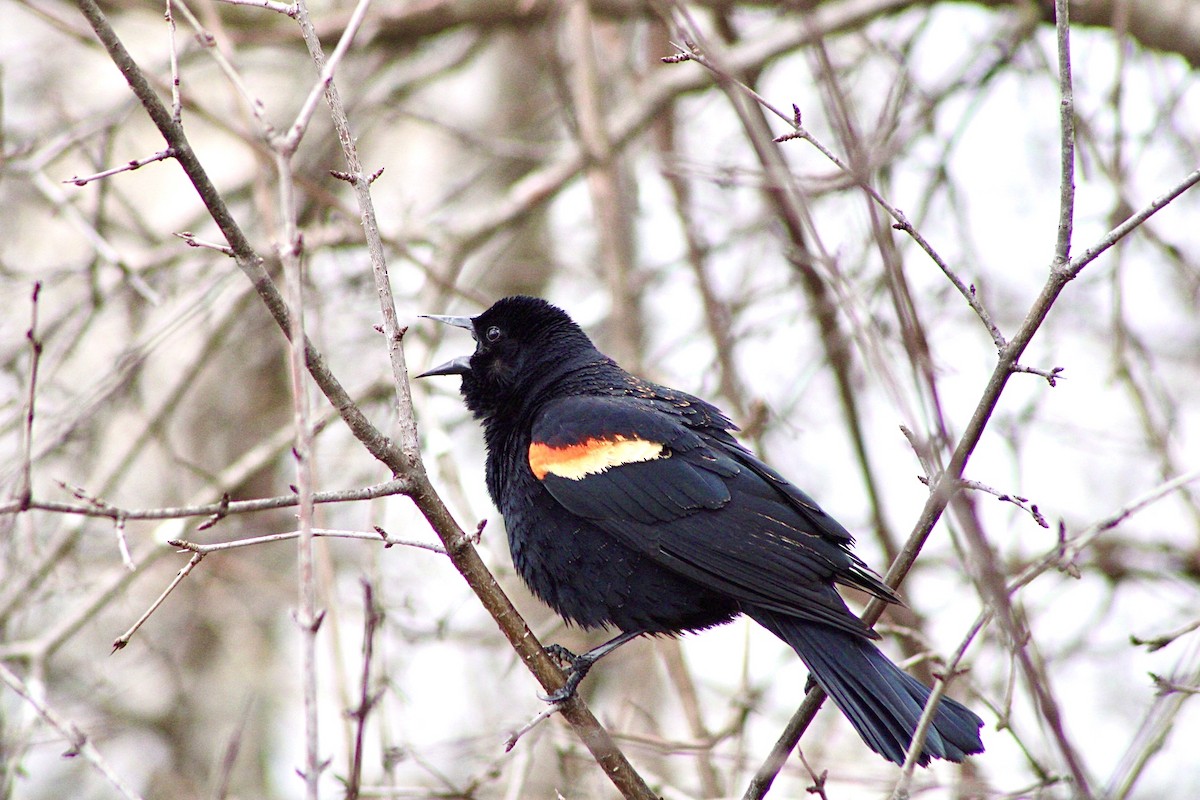 Red-winged Blackbird - ML432885511