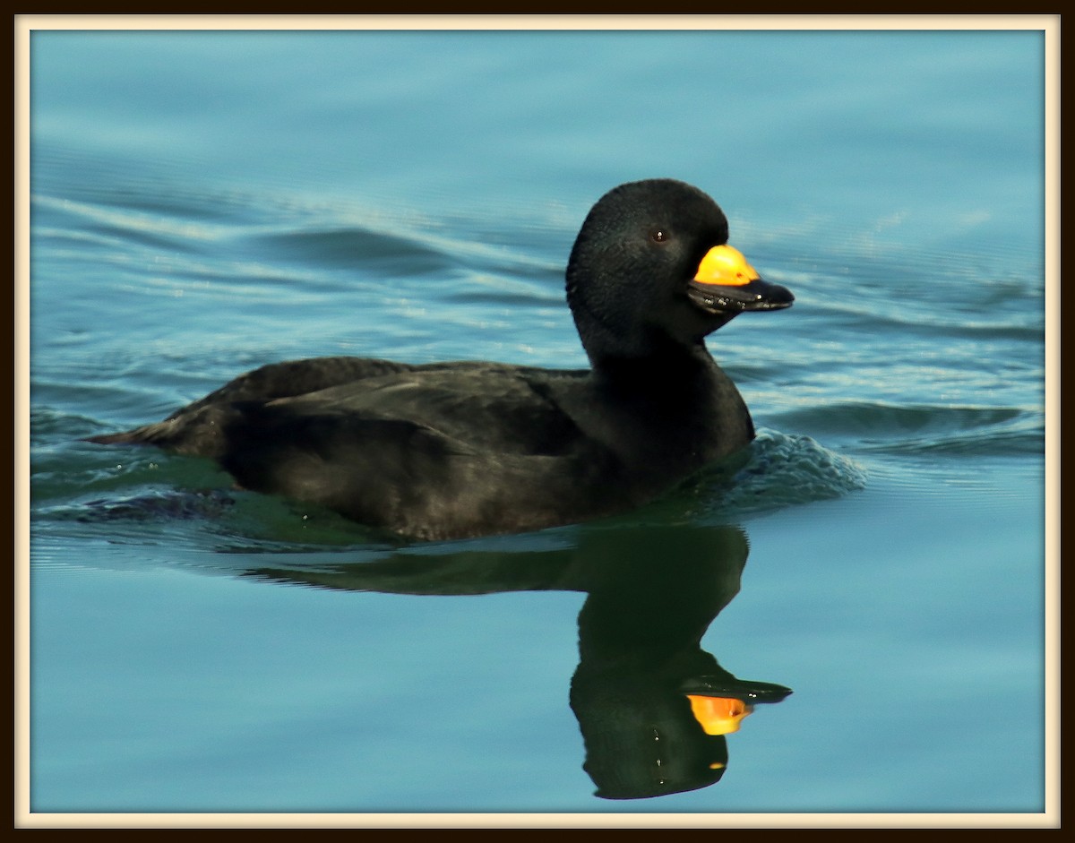 Black Scoter - Albert Linkowski