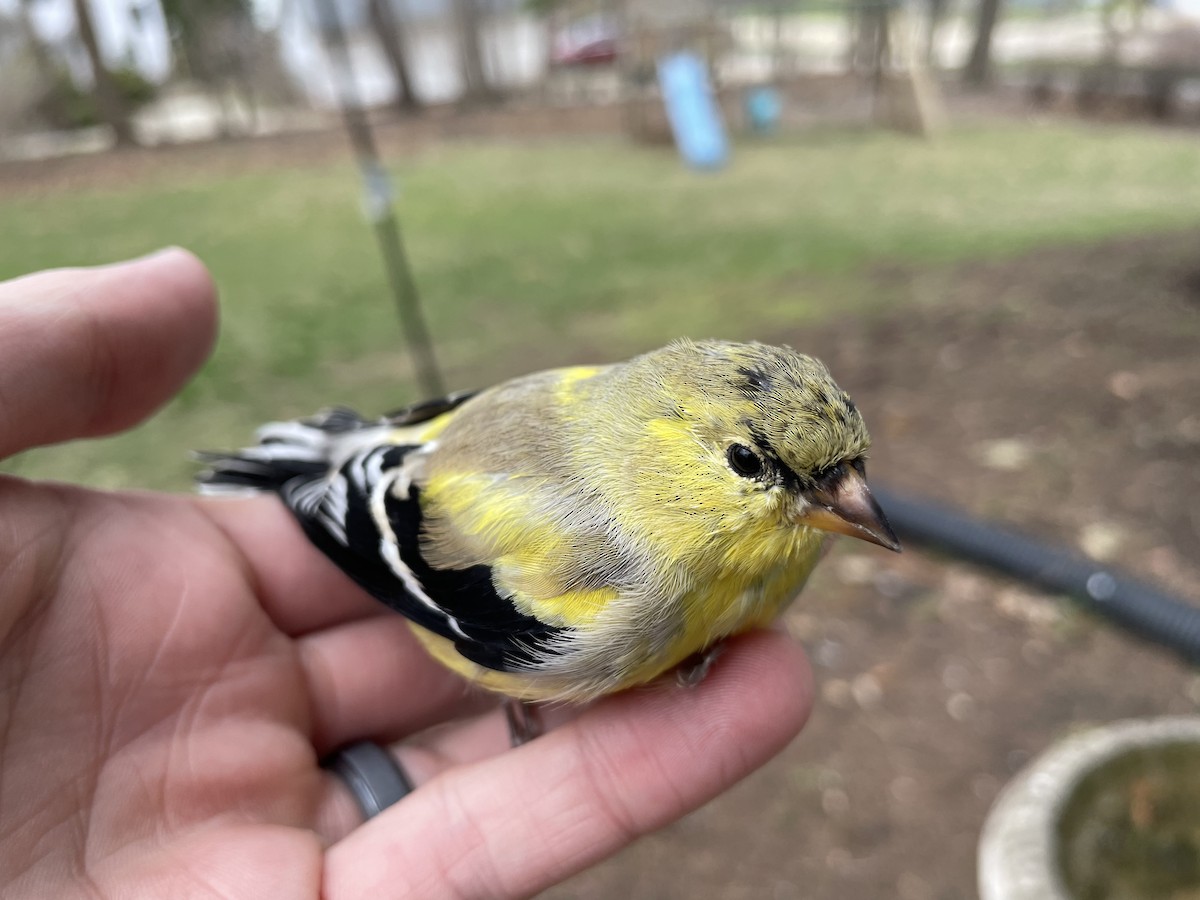 American Goldfinch - ML432887341