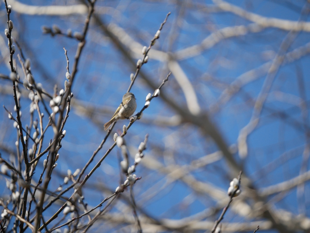 Golden-crowned Kinglet - ML432889291