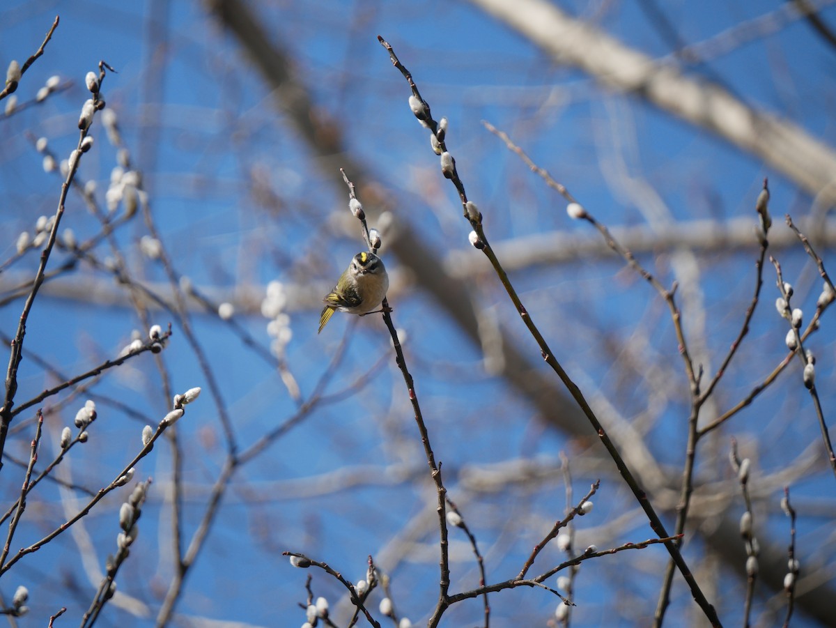 Golden-crowned Kinglet - ML432889301