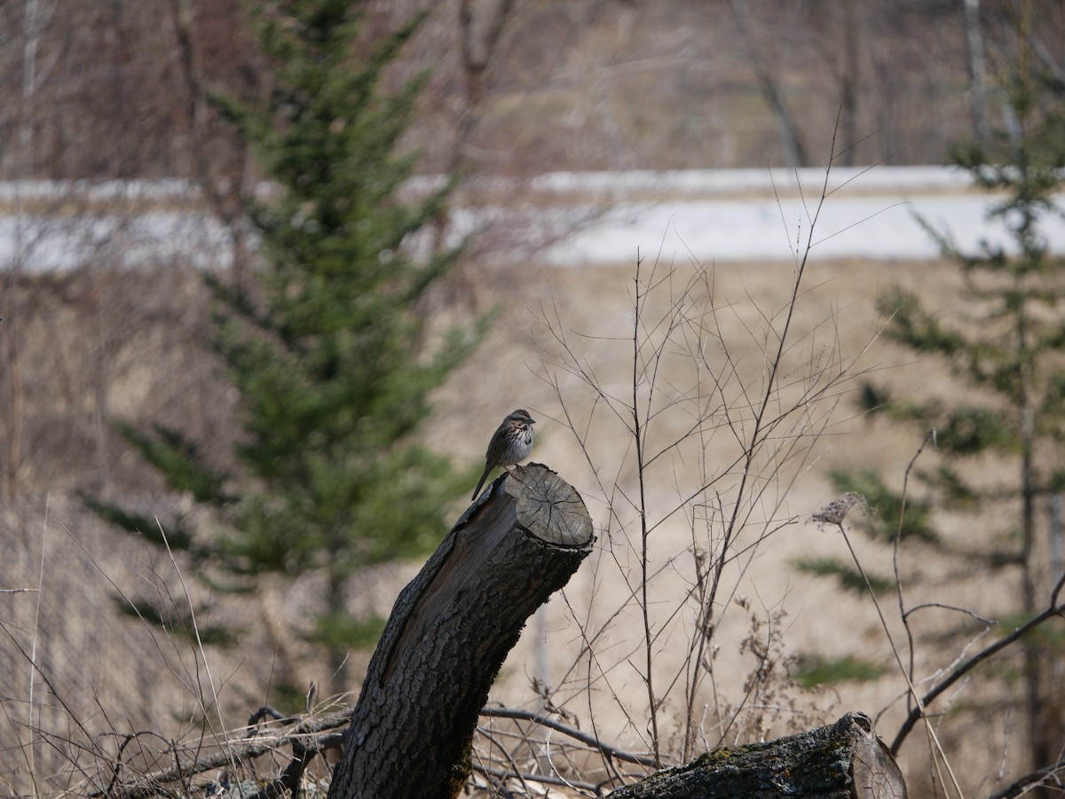 Song Sparrow - ML432889381