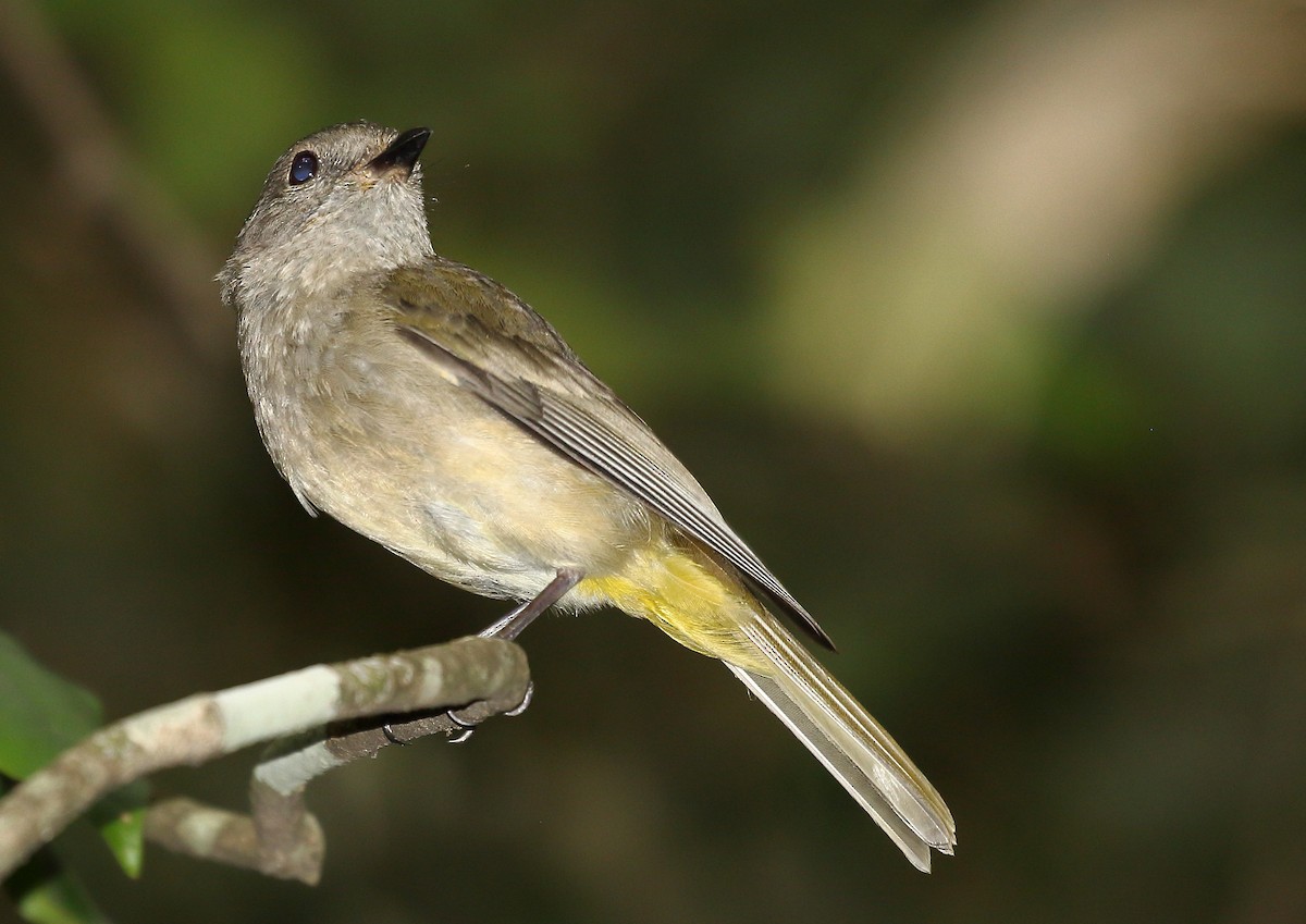 Golden Whistler - ML43288941