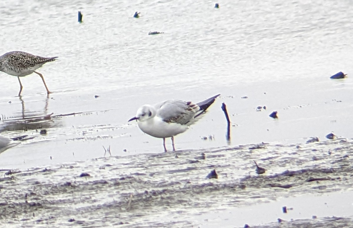 Bonaparte's Gull - ML432890101